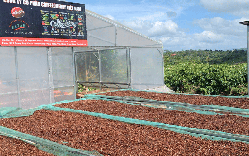 tu-farm-den-cup-hanh-trinh-tao-mot-ly-ca-phe-nguyen-chat-coffeecherry (3)